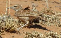 Chersomanes albofasciata kalahariae