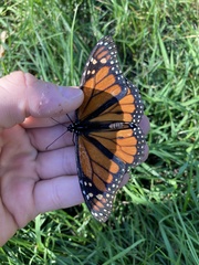 Danaus plexippus