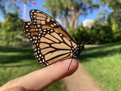 Danaus plexippus