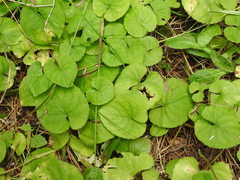 Viola selkirkii