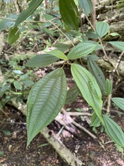 Miconia laevigata