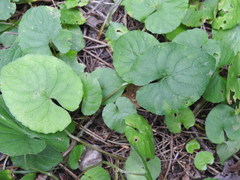 Viola selkirkii