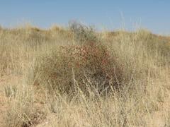 Hermannia burchellii