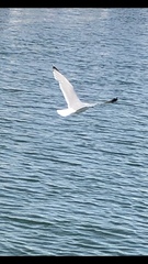 Larus argentatus