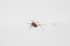 Scytodes thoracica