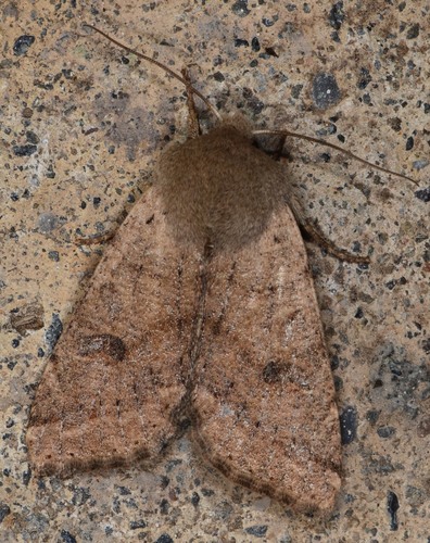 Pacific Quaker photo 4