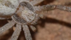 Pulchellodromus pulchellus