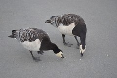 Branta leucopsis