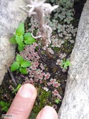 Crassula umbellata