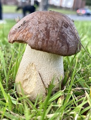 Boletus pinophilus