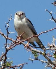 Polihierax semitorquatus