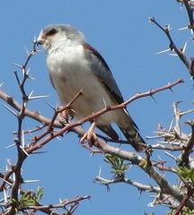 Polihierax semitorquatus