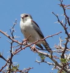 Polihierax semitorquatus