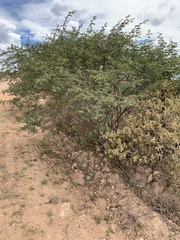 Mimosa tenuiflora