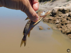 Rhinodoras dorbignyi