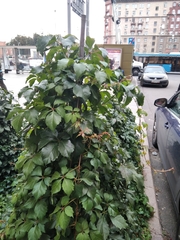 Parthenocissus quinquefolia