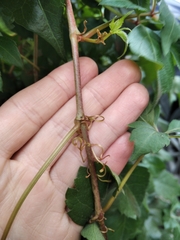 Parthenocissus quinquefolia