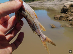 Rhinodoras dorbignyi