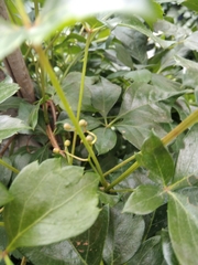 Parthenocissus quinquefolia