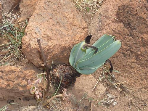 Ledebouria confusa