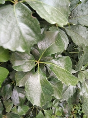 Parthenocissus quinquefolia