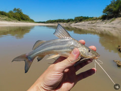 Pimelodus albicans