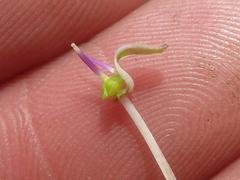 Ledebouria confusa