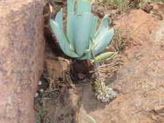 Ledebouria confusa
