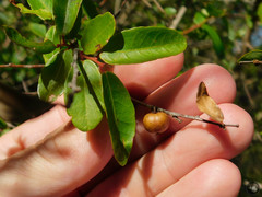 Sebastiania commersoniana