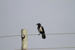 Corvus albus