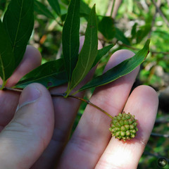 Cephalanthus glabratus