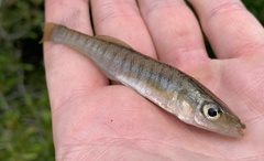 Fundulus waccamensis