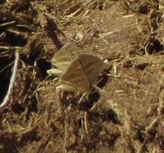Spialia ferax