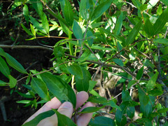 Cephalanthus glabratus