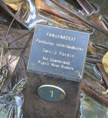 Pandanus solms-laubachii