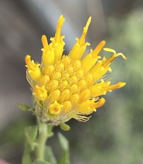 Pegolettia baccaridifolia