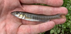 Fundulus waccamensis
