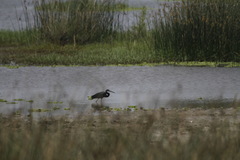 Egretta gularis
