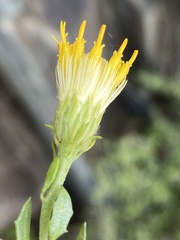Pegolettia baccaridifolia
