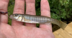 Fundulus waccamensis