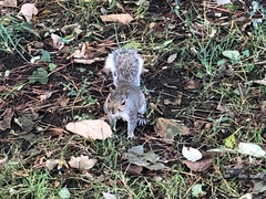 Sciurus carolinensis