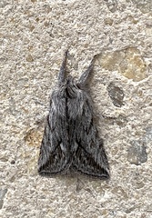 Pleromelloida cinerea