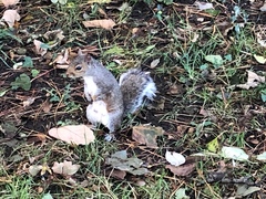 Sciurus carolinensis