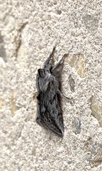 Pleromelloida cinerea