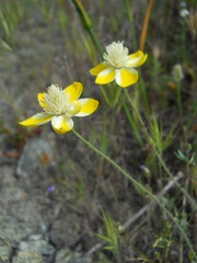 Platystemon californicus
