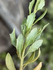Pegolettia baccaridifolia