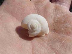 Dorcasia