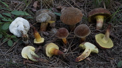 Xerocomellus redeuilhii