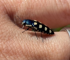 Buprestis octoguttata