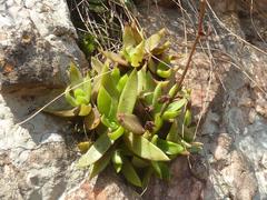Crassula setulosa jenkinsii